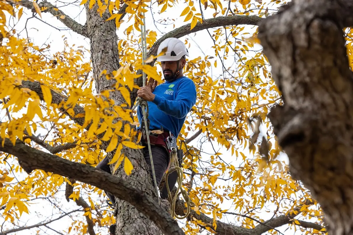Skilled Tree Pruning crew working in Pendleton